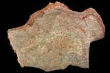 Fossil Turtle Shell Section - Kem Kem Beds, Morocco #110317-1